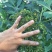 吴茱萸苗中花
