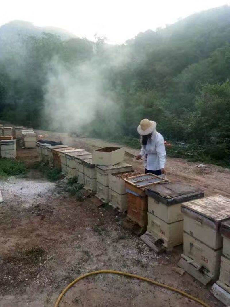 涉县太行山脉野生荆条蜂蜜，无污染、无杂质