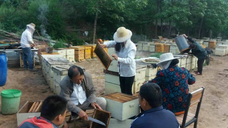 涉县太行山脉野生荆条蜂蜜，无污染、无杂质