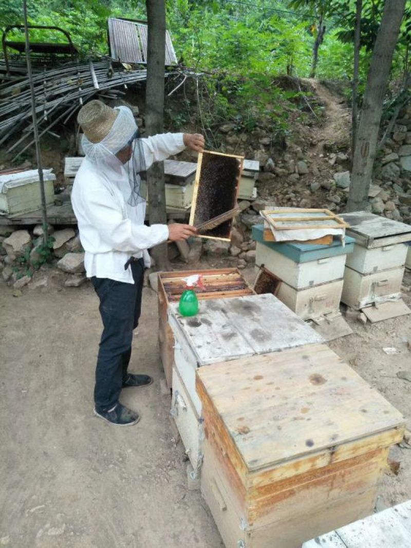 涉县太行山脉野生荆条蜂蜜，无污染、无杂质