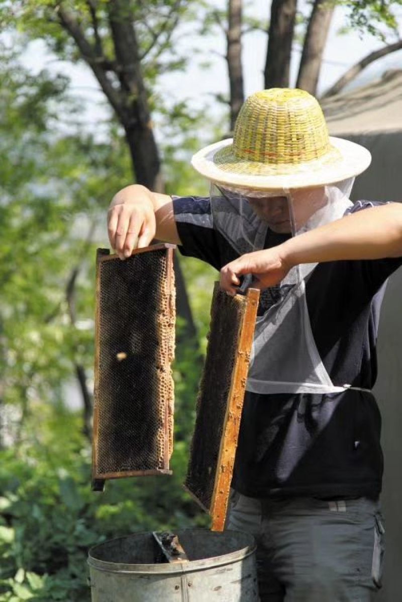 涉县太行山脉野生荆条蜂蜜，无污染、无杂质