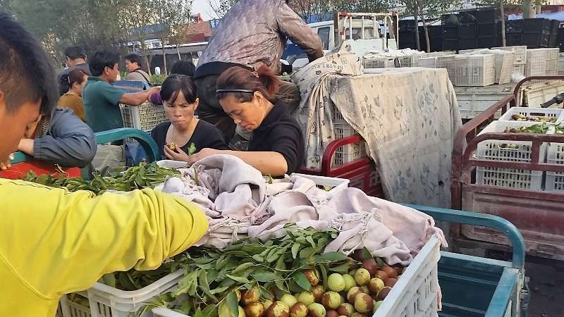 山东早熟冬枣产地批发商直供口感脆甜基地直供