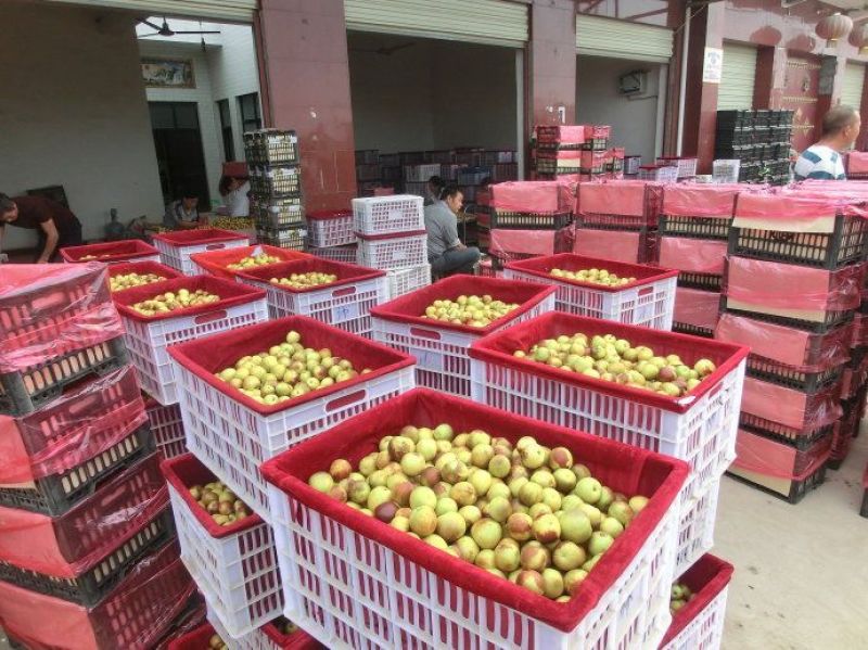 早熟冬枣产地实力代办基地现摘日采摘20万斤