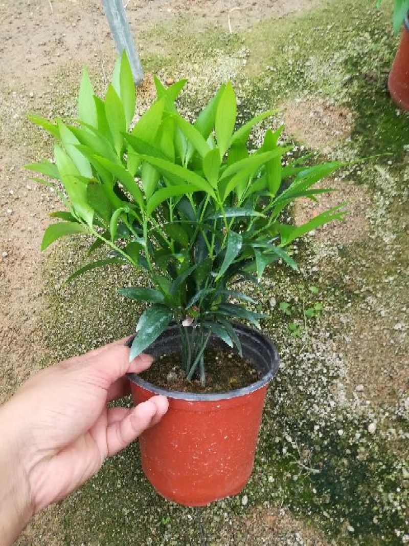 精品花卉盆栽竹柏