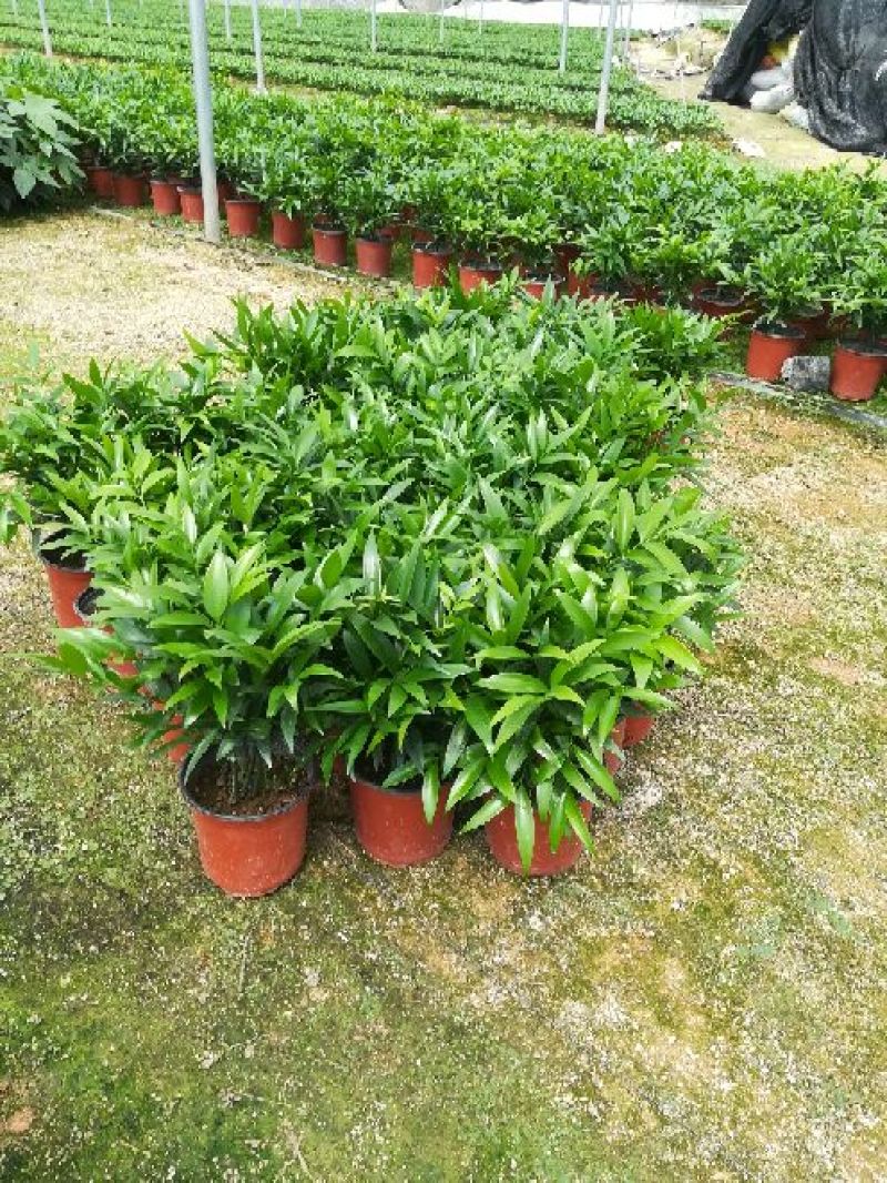 精品花卉盆栽竹柏