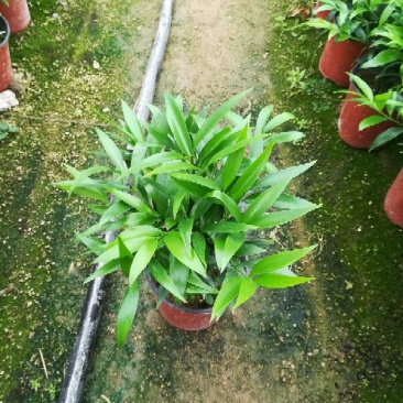 精品花卉盆栽竹柏