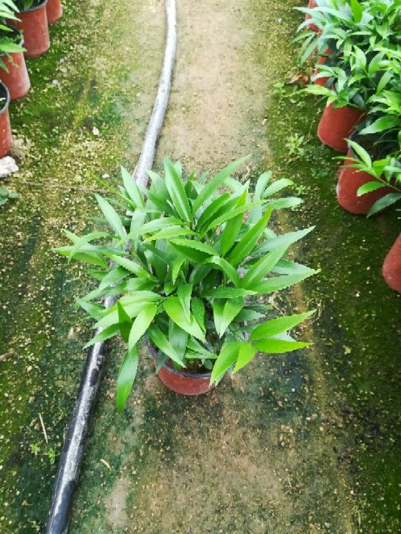 精品花卉盆栽竹柏