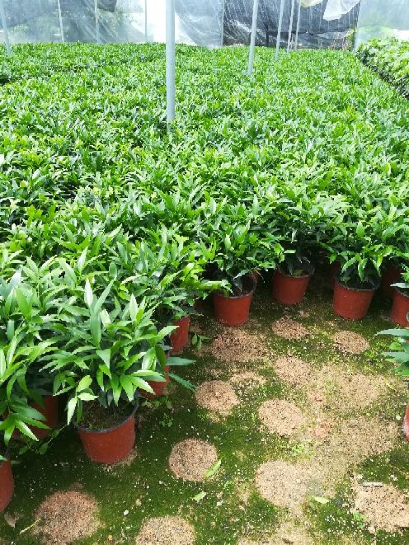 精品花卉盆栽竹柏
