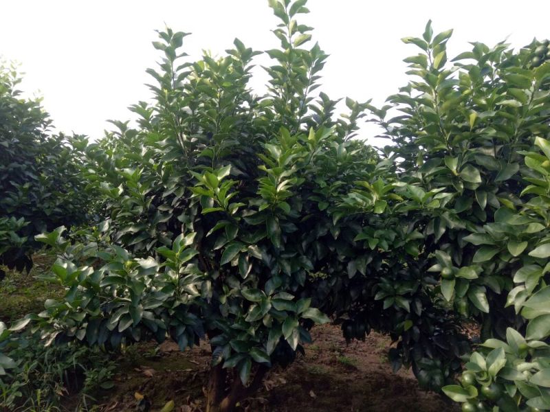 柑橘枝条金秋砂糖橘