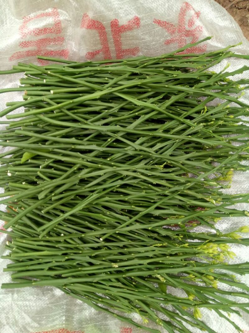 柑橘枝条金秋砂糖橘