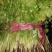 精品香菜20--25