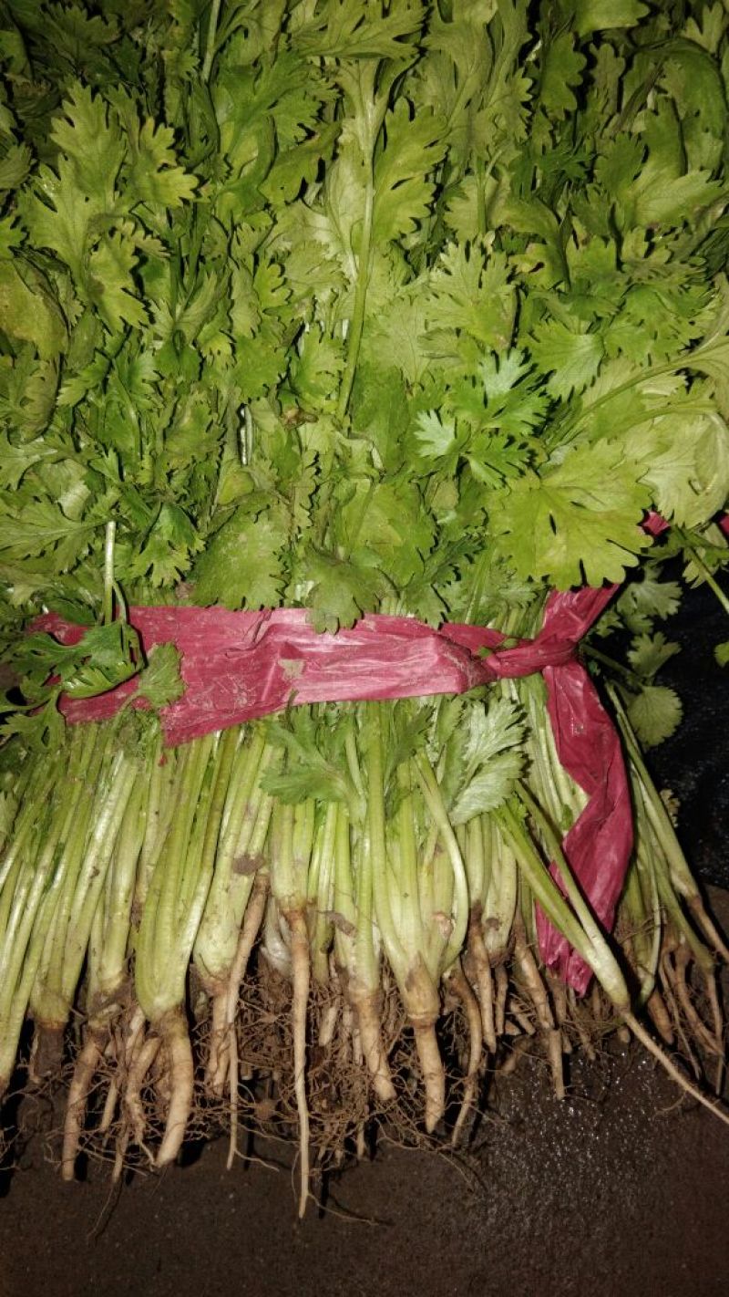 精品香菜20--25