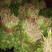 精品香菜20--25
