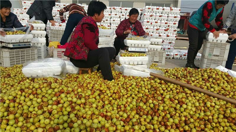 电商热卖冬枣鲜脆枣基地供应价格低现摘现发口感脆甜