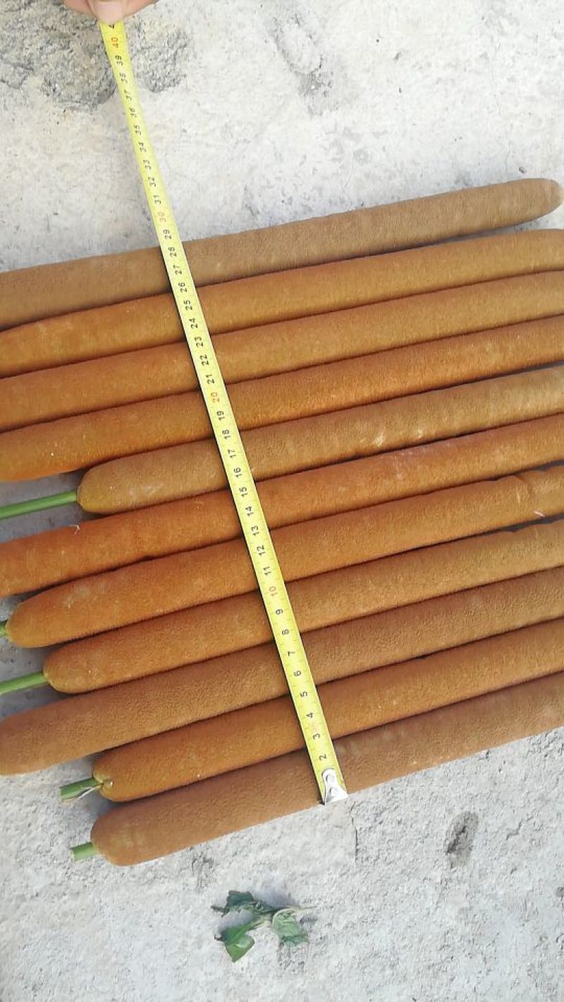 水蜡烛（蒲棒，蒲草）