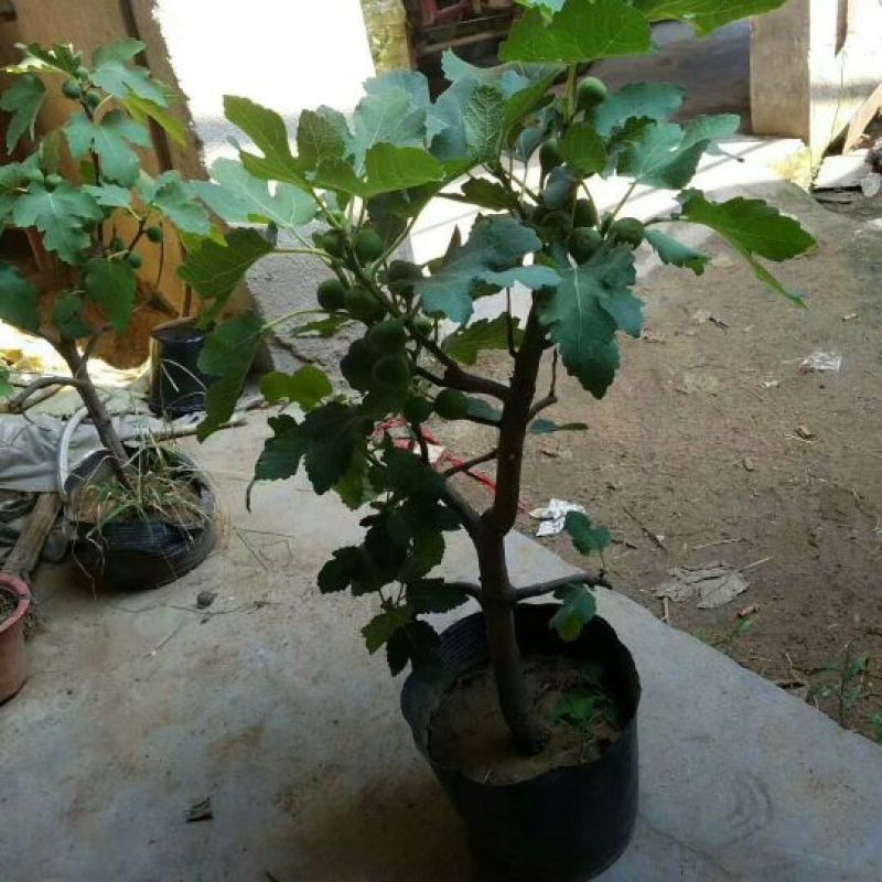 波姬红无花果苗青皮无花果苗地栽苗根系发达