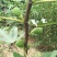 波姬红无花果苗青皮无花果苗地栽苗根系发达
