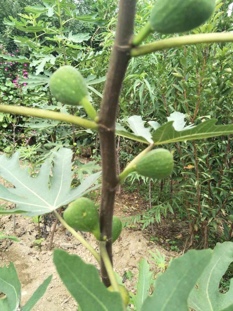 波姬红无花果苗青皮无花果苗地栽苗根系发达