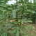 布兰瑞克波姬红无花果树苗青皮无花果树苗批发