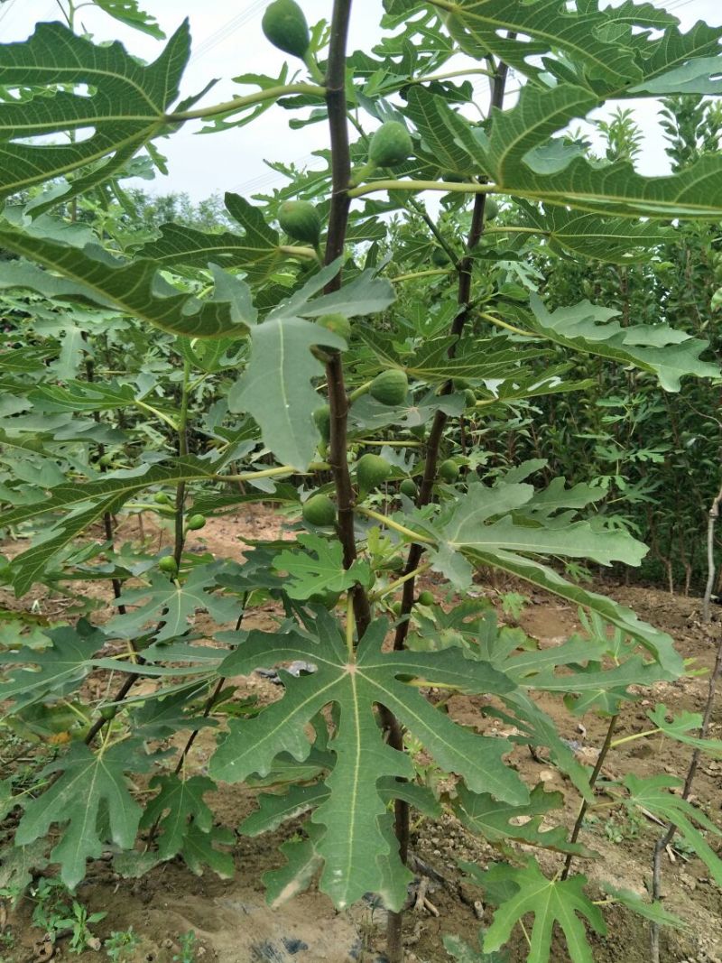 布兰瑞克波姬红无花果树苗青皮无花果树苗批发