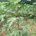 波姬红无花果苗青皮无花果苗地栽苗根系发达