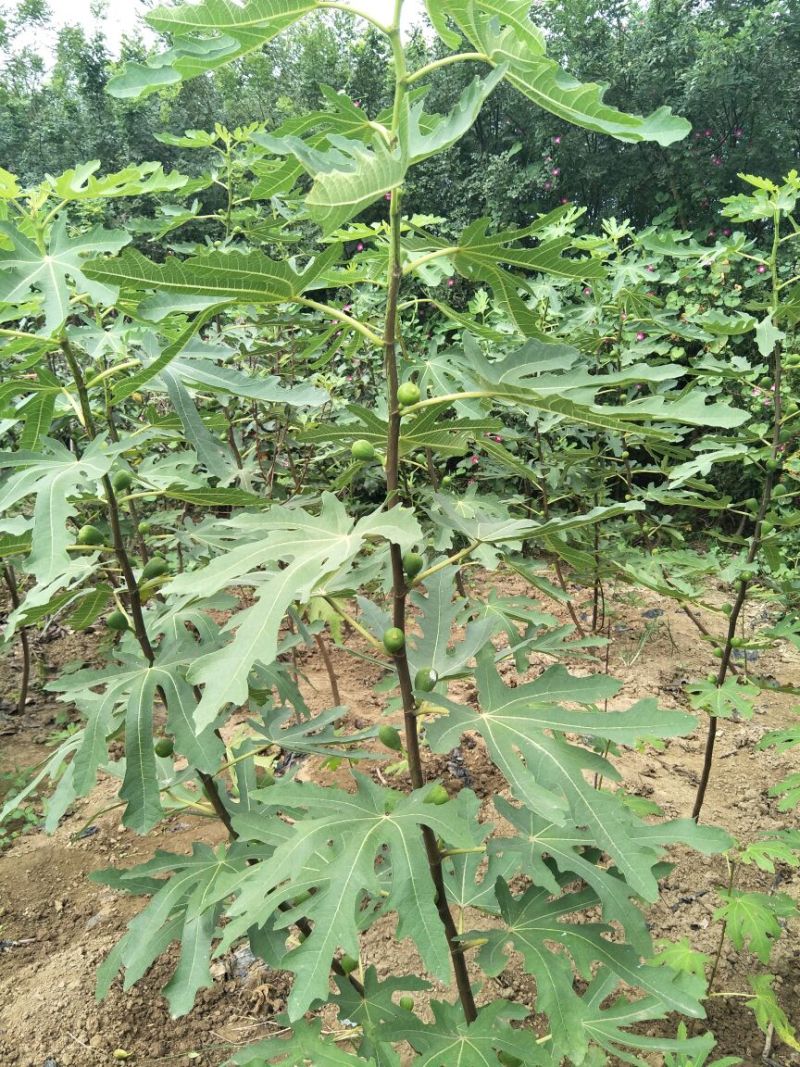 波姬红无花果苗青皮无花果苗地栽苗根系发达