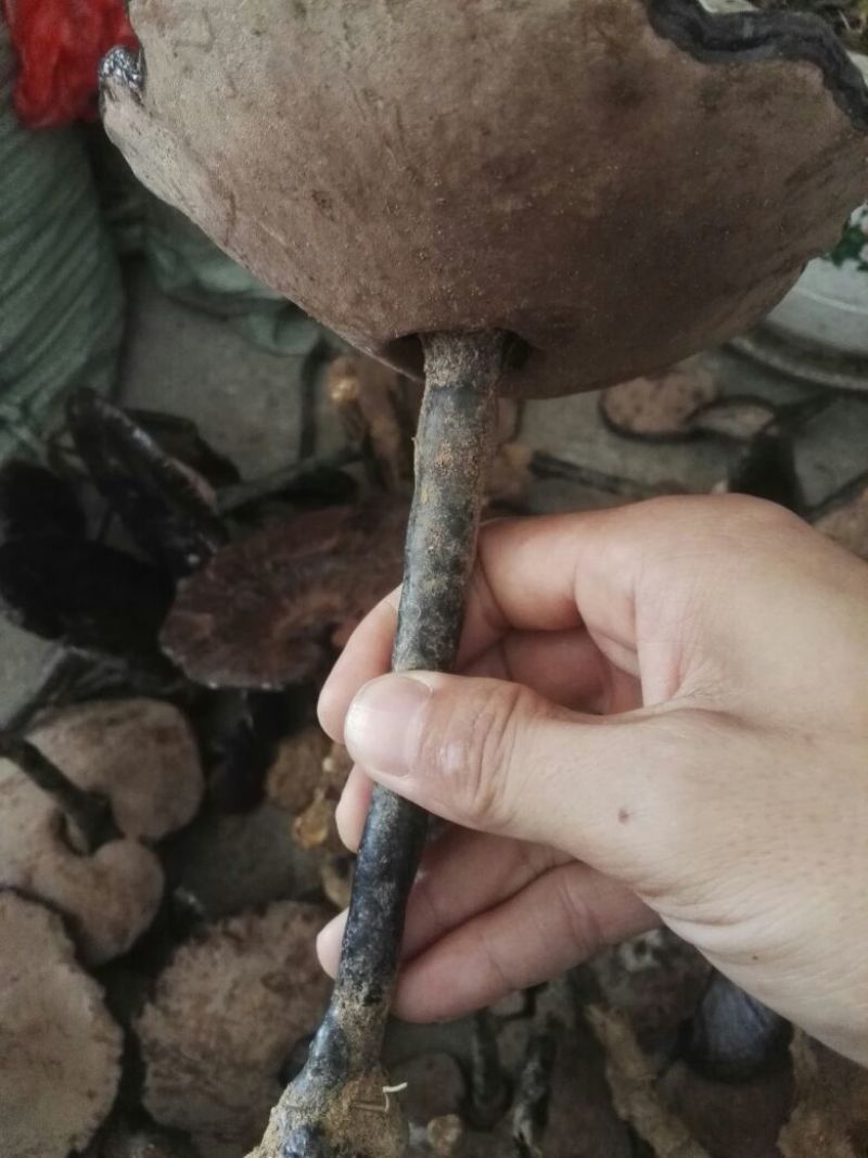 野生灵芝