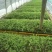 白芨苗，紫花三叉大白芨