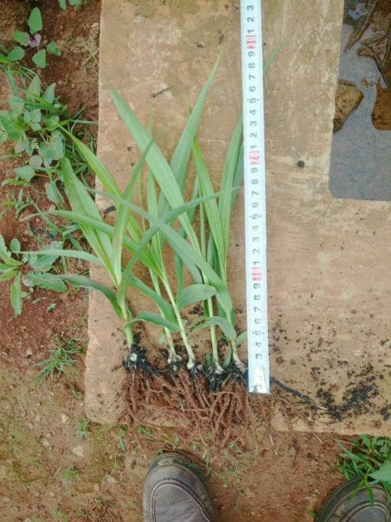 白芨苗，紫花三叉大白芨