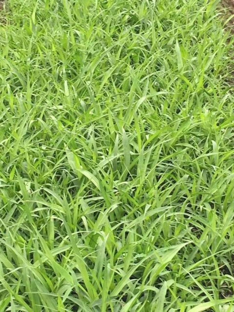 白芨苗，紫花三叉大白芨