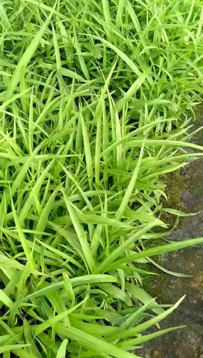 白芨苗，紫花三叉大白芨