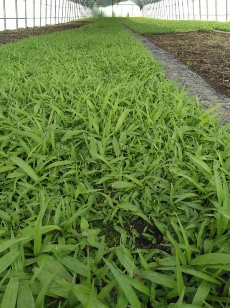 白芨苗，紫花三叉大白芨