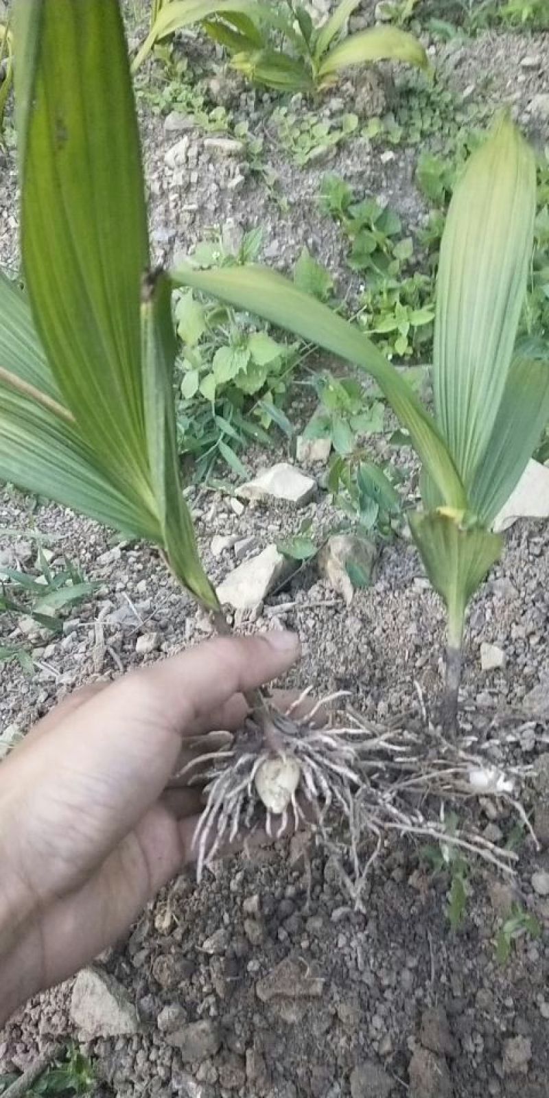 白芨苗，紫花三叉大白芨