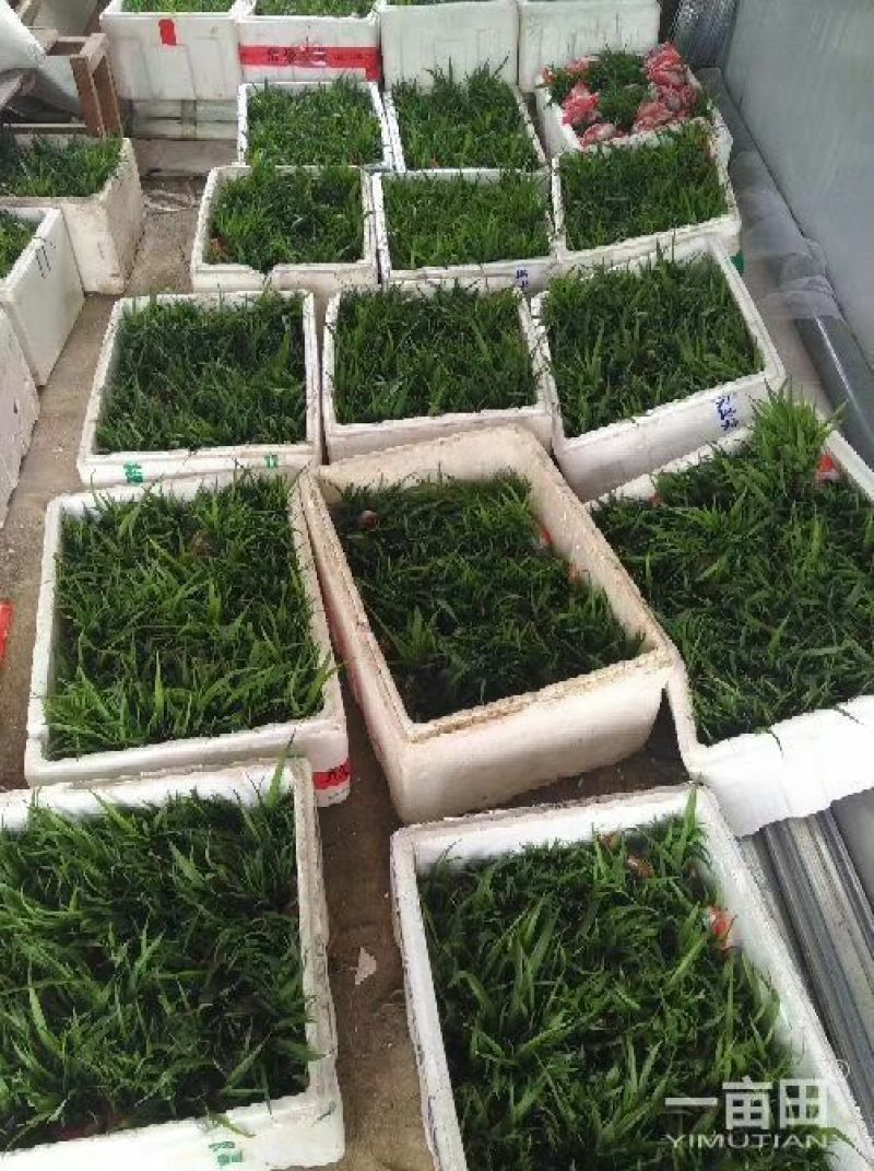 白芨苗，紫花三叉大白芨