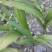 白芨苗，紫花三叉大白芨