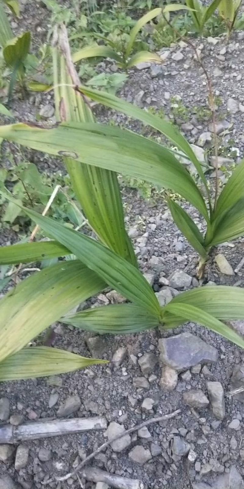 白芨苗，紫花三叉大白芨