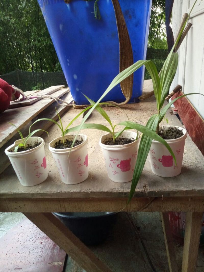白芨苗，紫花三叉大白芨