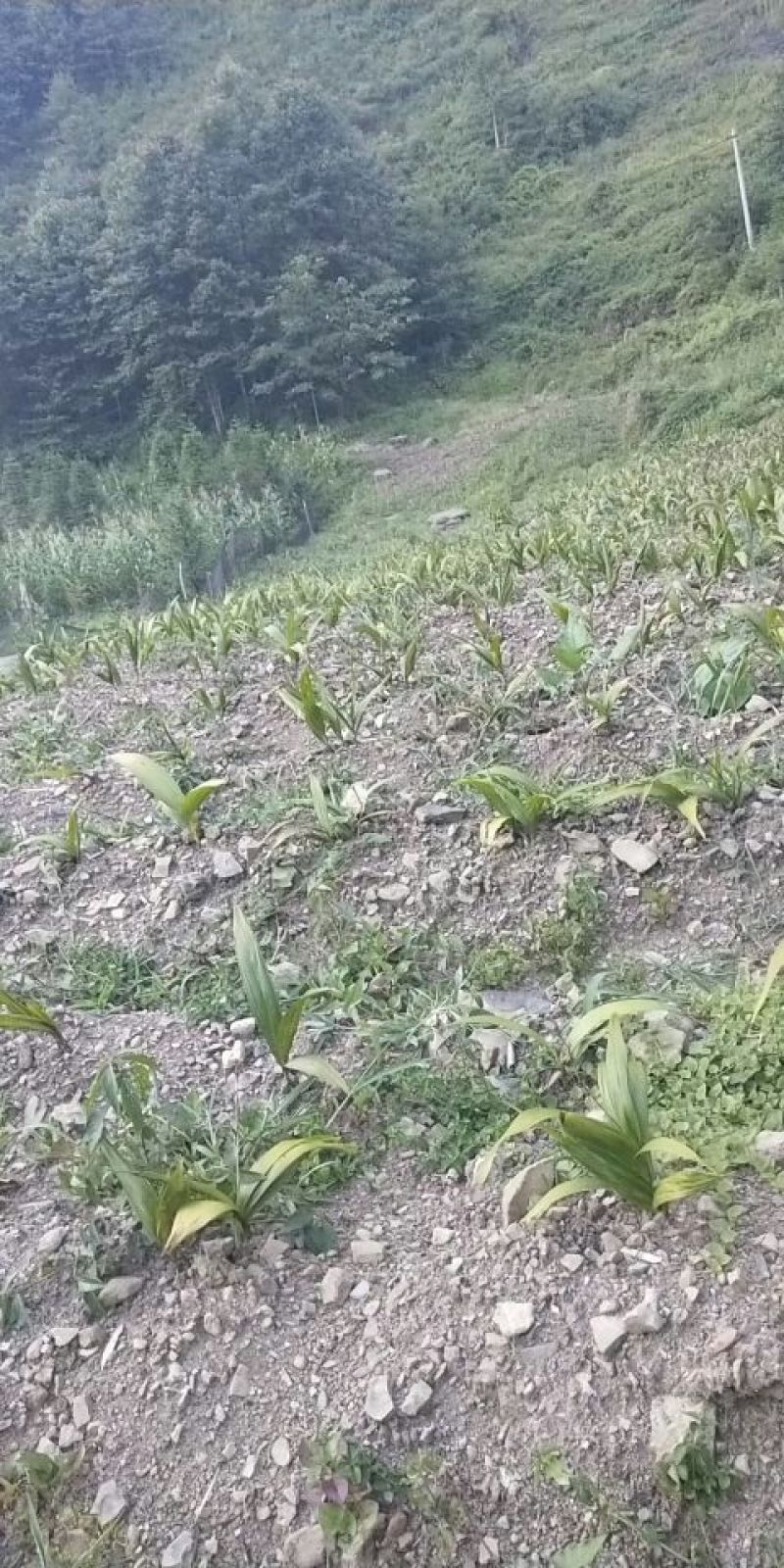 白芨苗，紫花三叉大白芨