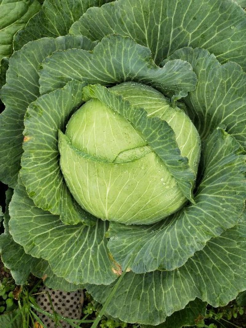 包菜
