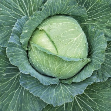 包菜