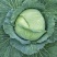包菜