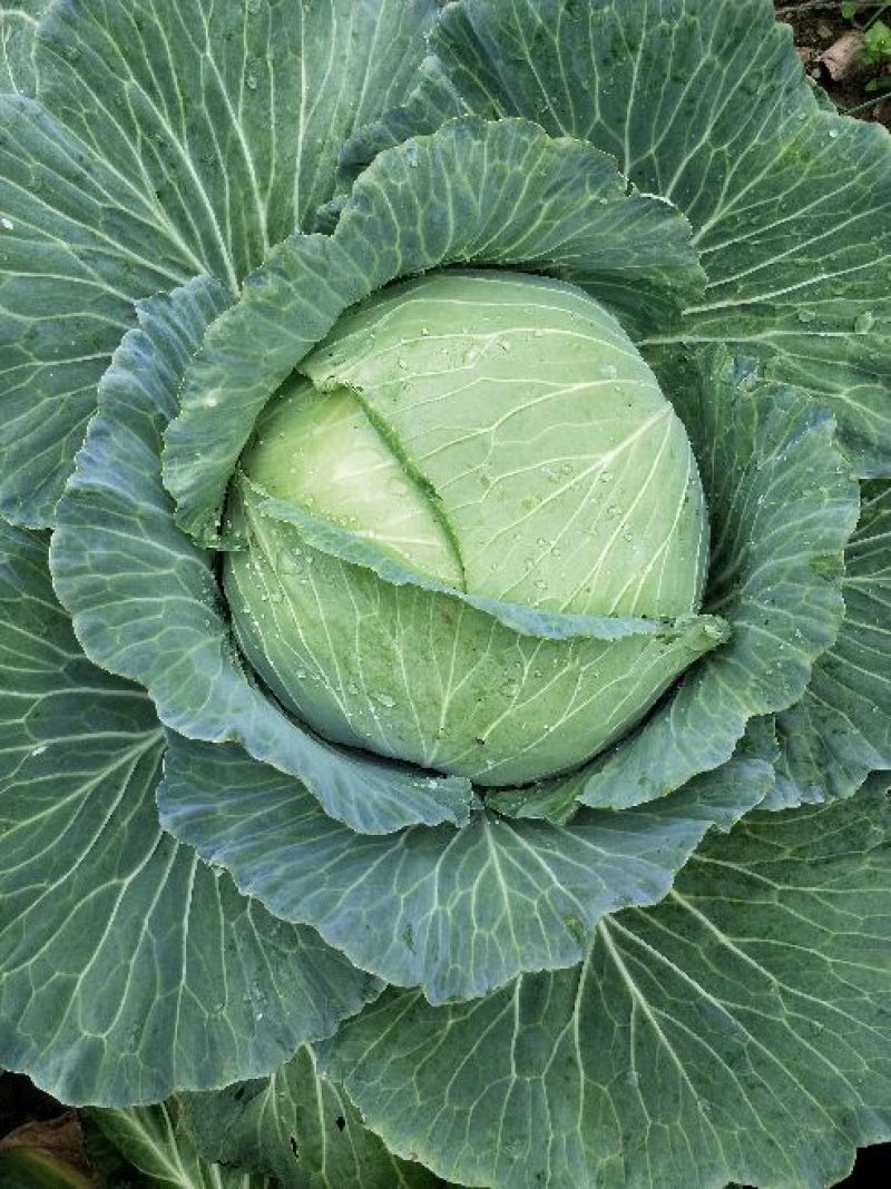 包菜
