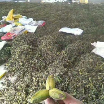 芍药种子