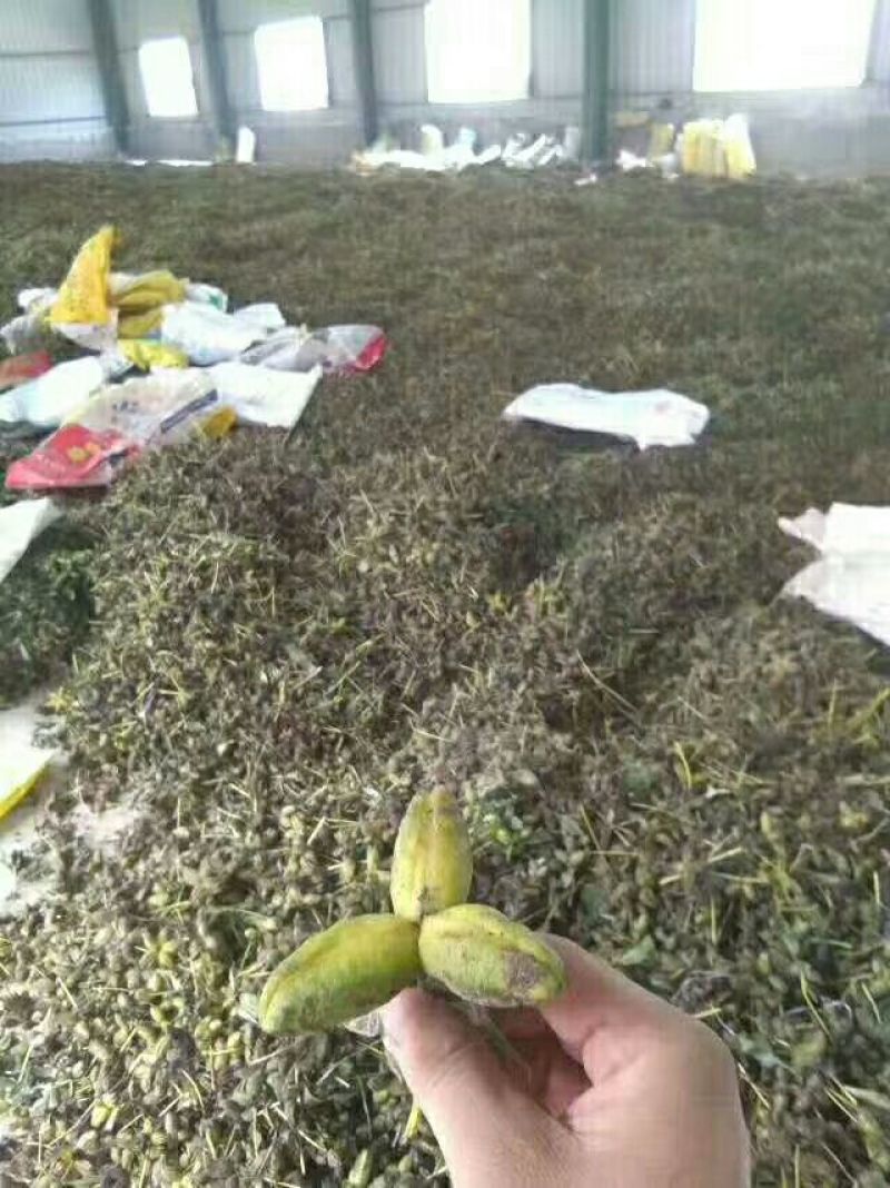 芍药种子