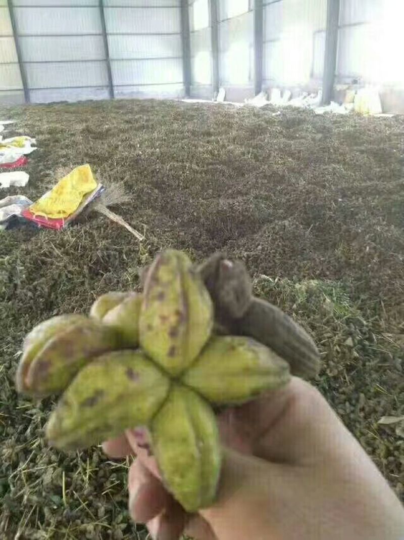 芍药种子