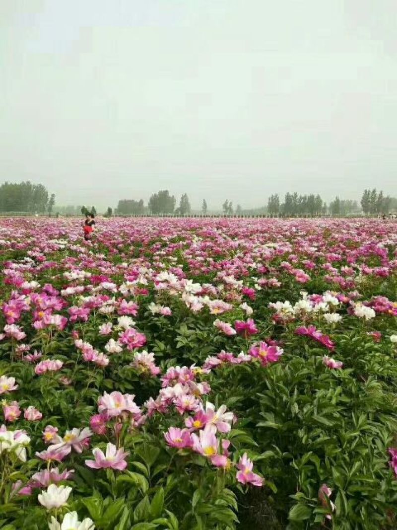 芍药种子