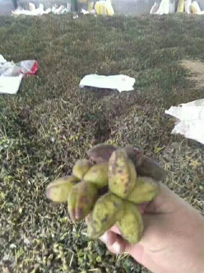 芍药种子