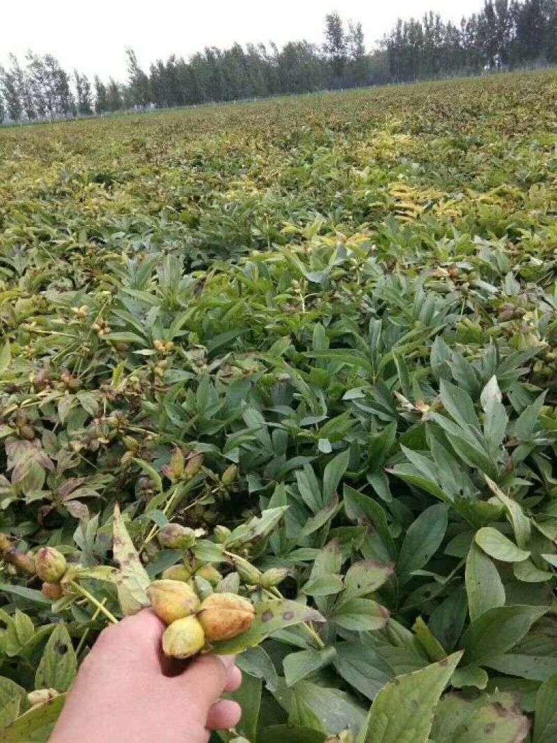 芍药种子