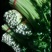 芹菜