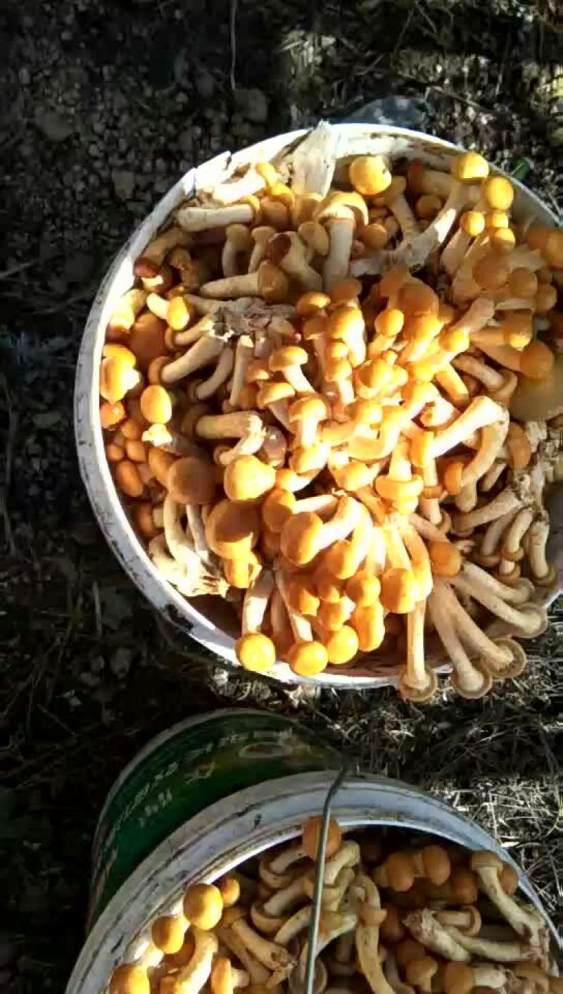 滑子菇鲜品质量好